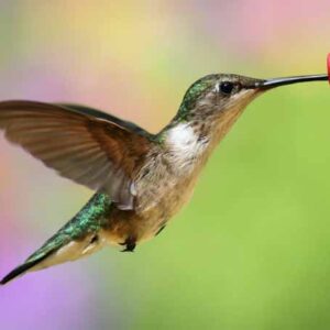 Hummingbird & Oriole Nectar Powder