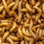 Chubby Mealworms 1lb Bag
